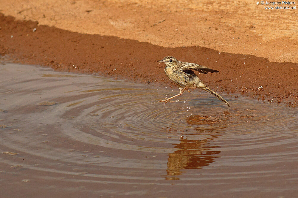 Pipit rousselineimmature, Comportement