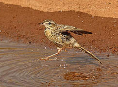 Tawny Pipit