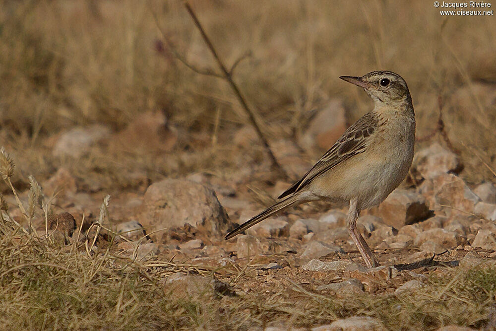 Pipit rousselineadulte nuptial