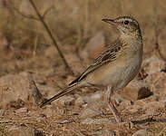 Pipit rousseline