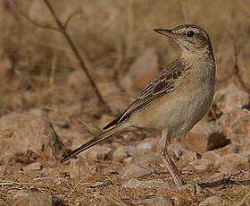 Pipit rousseline