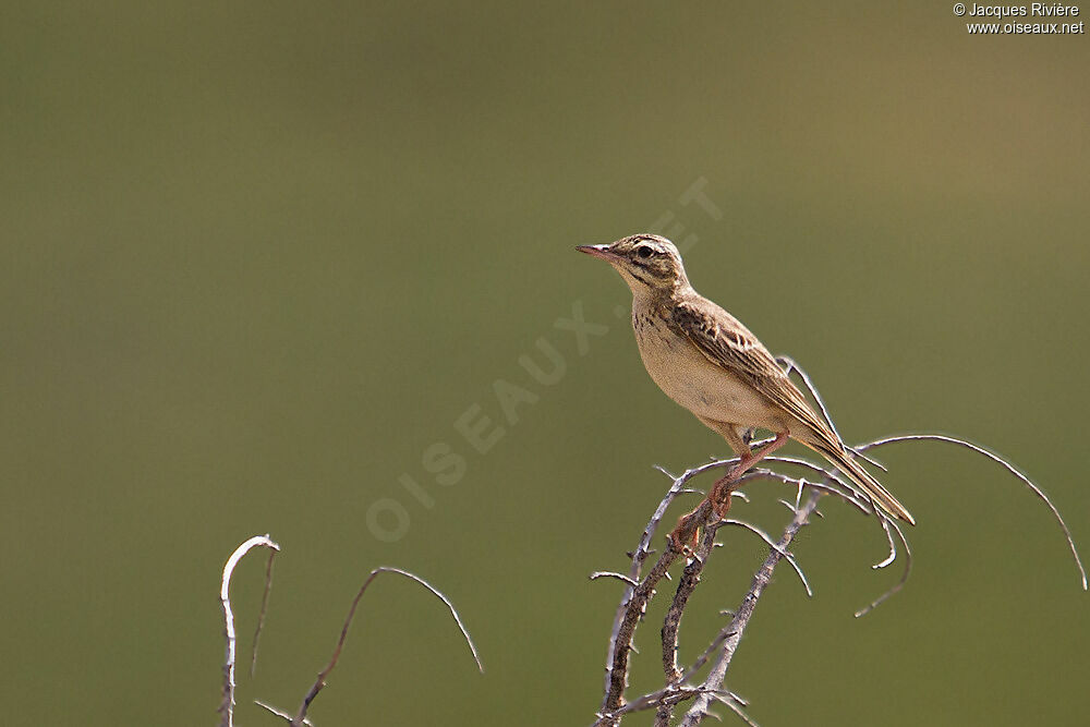 Pipit rousselineadulte nuptial