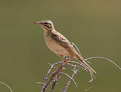 Pipit rousseline