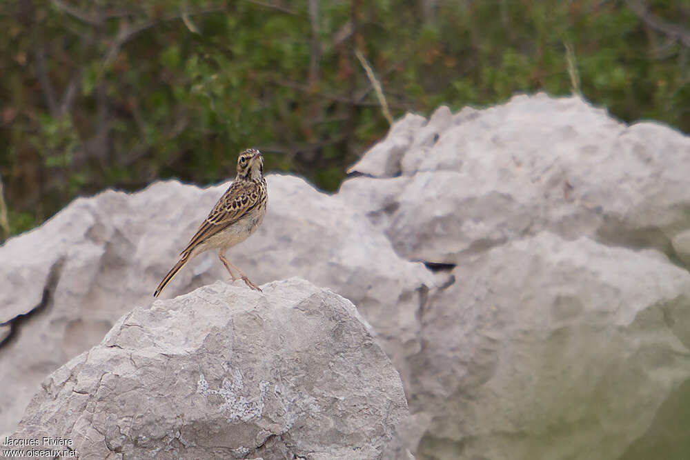 Pipit rousselinejuvénile, identification