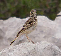 Pipit rousseline