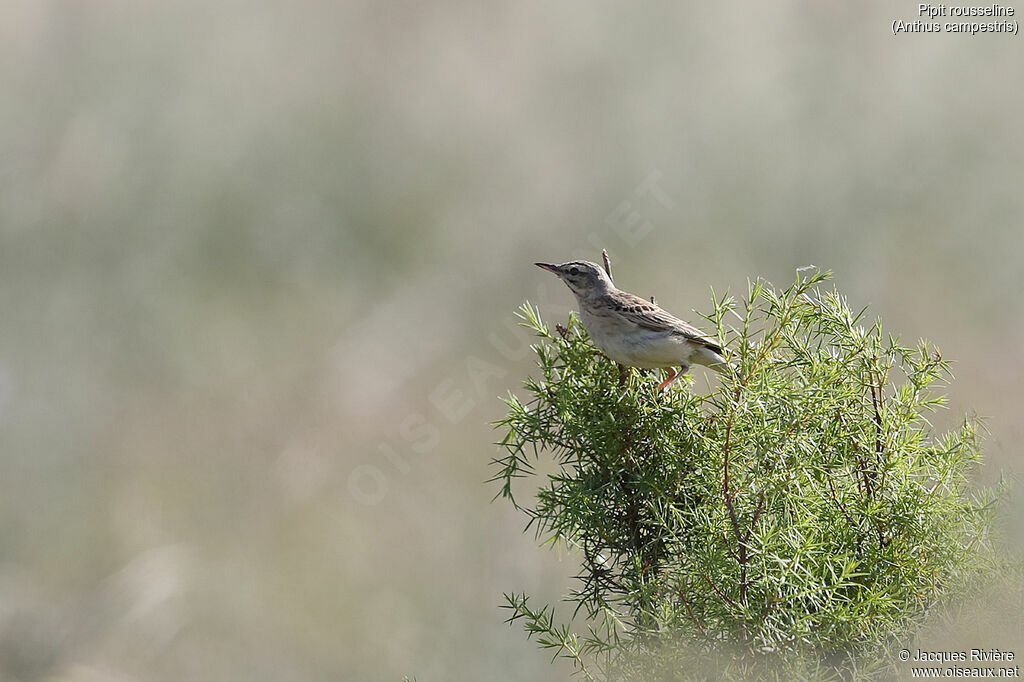 Tawny Pipit male adult breeding, identification