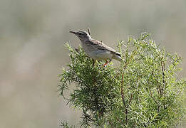 Tawny Pipit