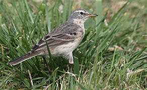 Water Pipit