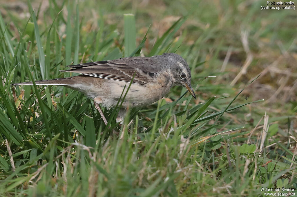 Pipit spioncelleadulte nuptial, identification, marche