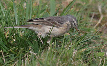 Pipit spioncelle
