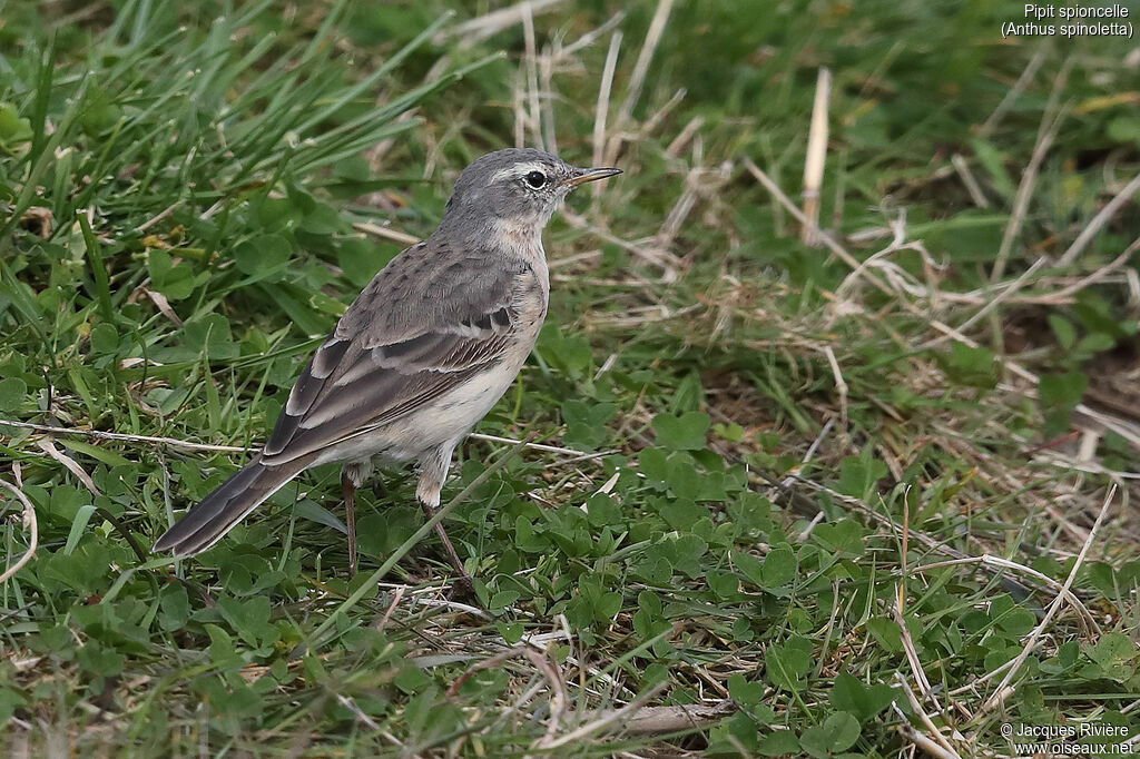 Pipit spioncelleadulte nuptial, identification, marche