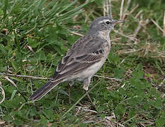 Water Pipit