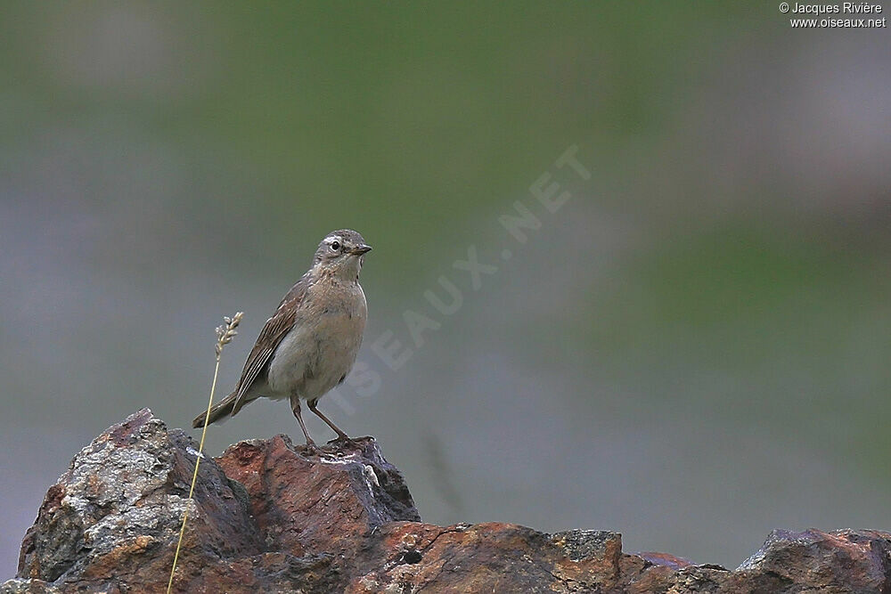 Pipit spioncelleadulte nuptial