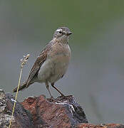 Water Pipit