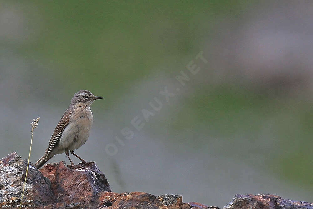 Pipit spioncelleadulte nuptial, habitat