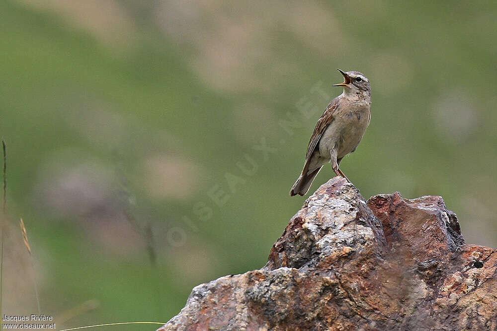 Pipit spioncelleadulte nuptial, habitat, chant