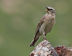 Water Pipit