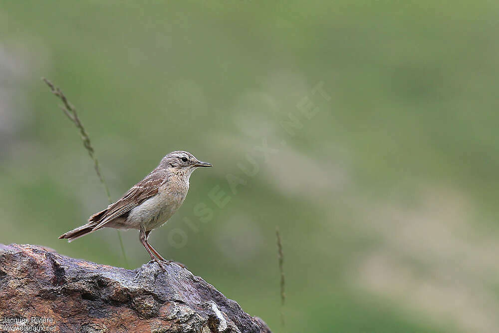 Pipit spioncelleadulte nuptial