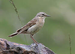 Water Pipit