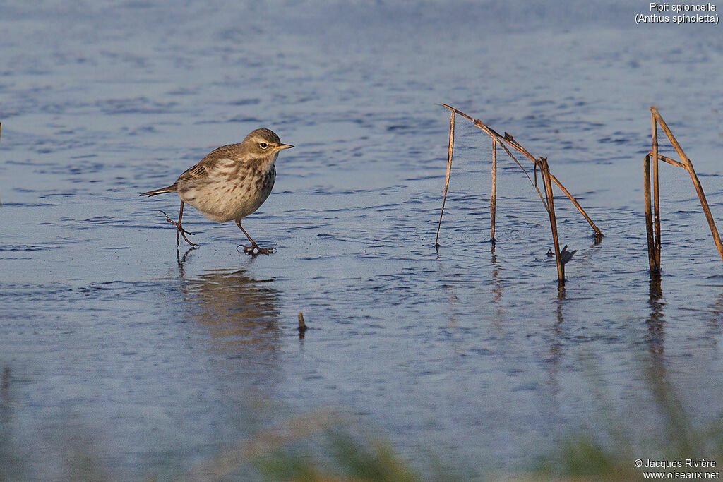 Water Pipitadult post breeding, identification, walking