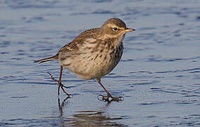 Water Pipit