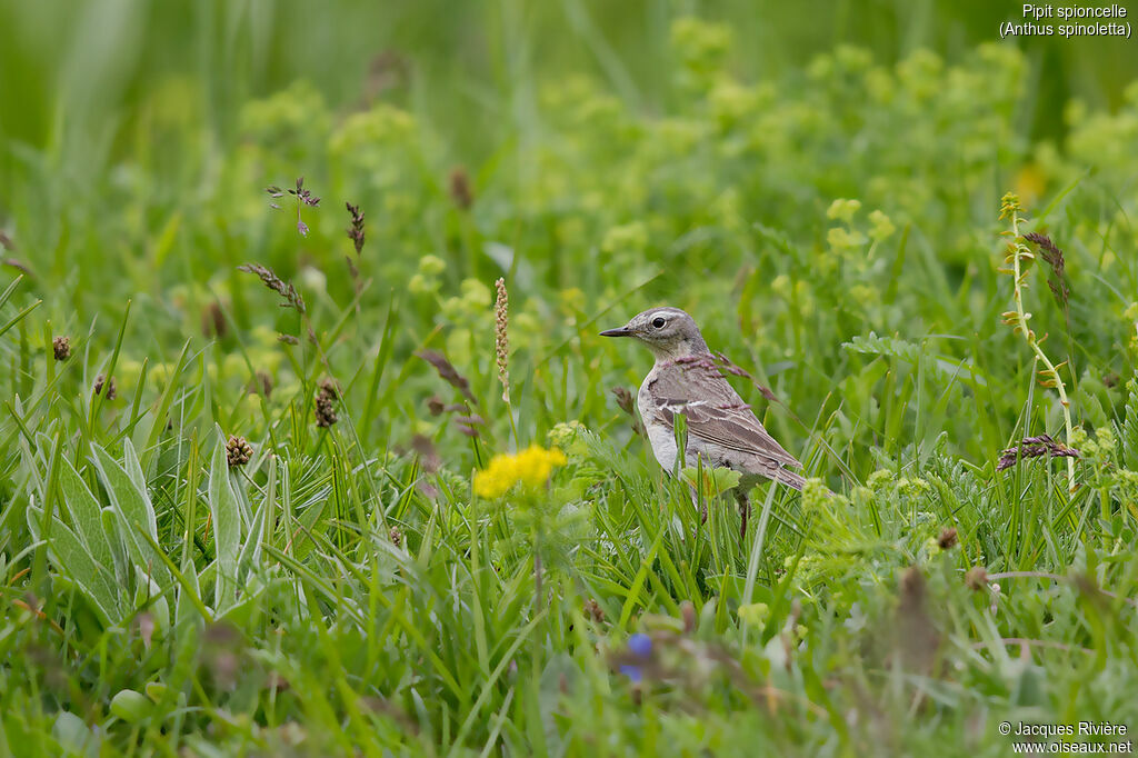 Pipit spioncelle femelle adulte nuptial, identification