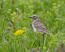 Water Pipit