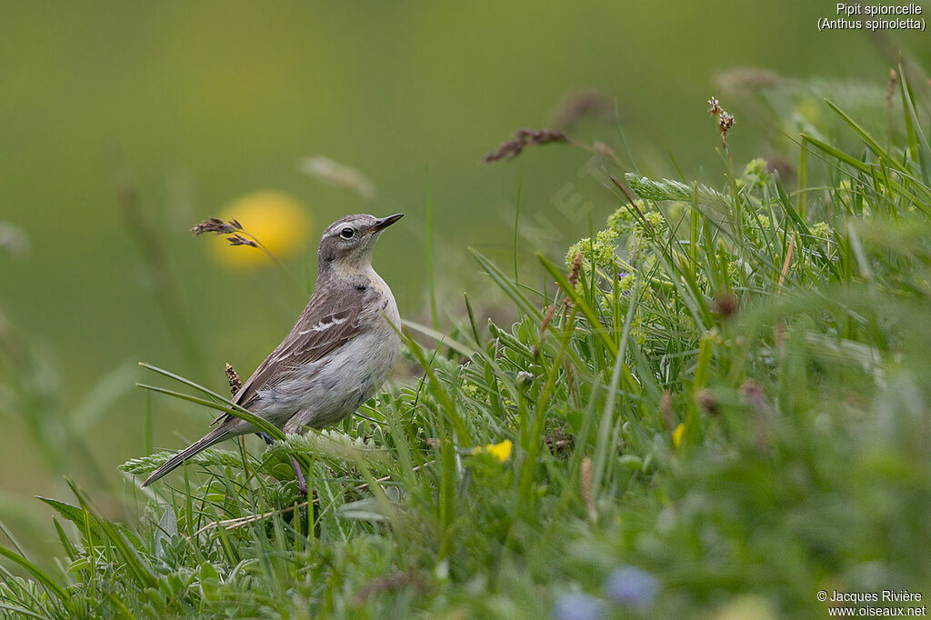 Water Pipit female adult breeding, identification