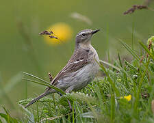 Water Pipit