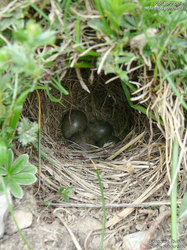 Water Pipit, Reproduction-nesting