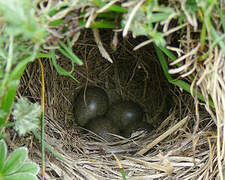 Water Pipit