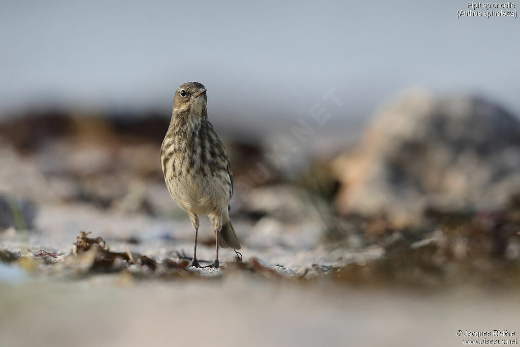 Pipit spioncelleadulte internuptial, identification