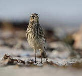 Pipit spioncelle