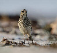 Water Pipit