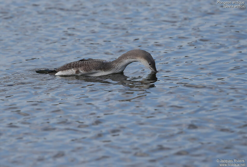 Black-throated Loon, identification, swimming