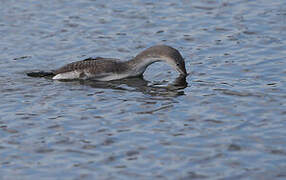 Plongeon arctique