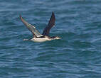 Plongeon arctique