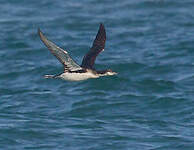 Plongeon arctique