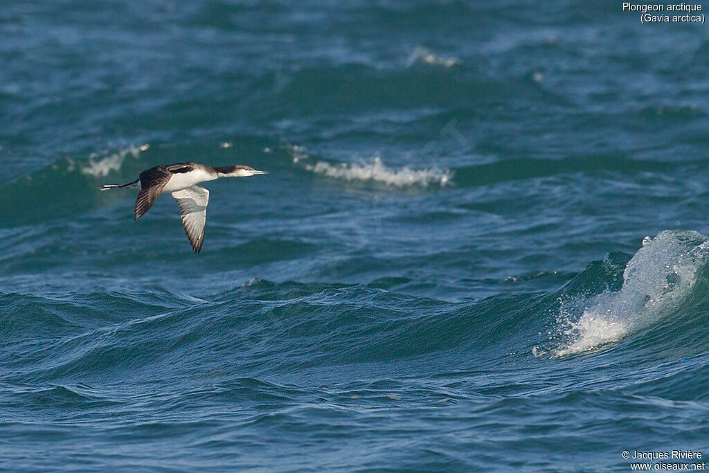 Black-throated Loonadult post breeding, Flight