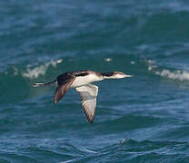 Black-throated Loon