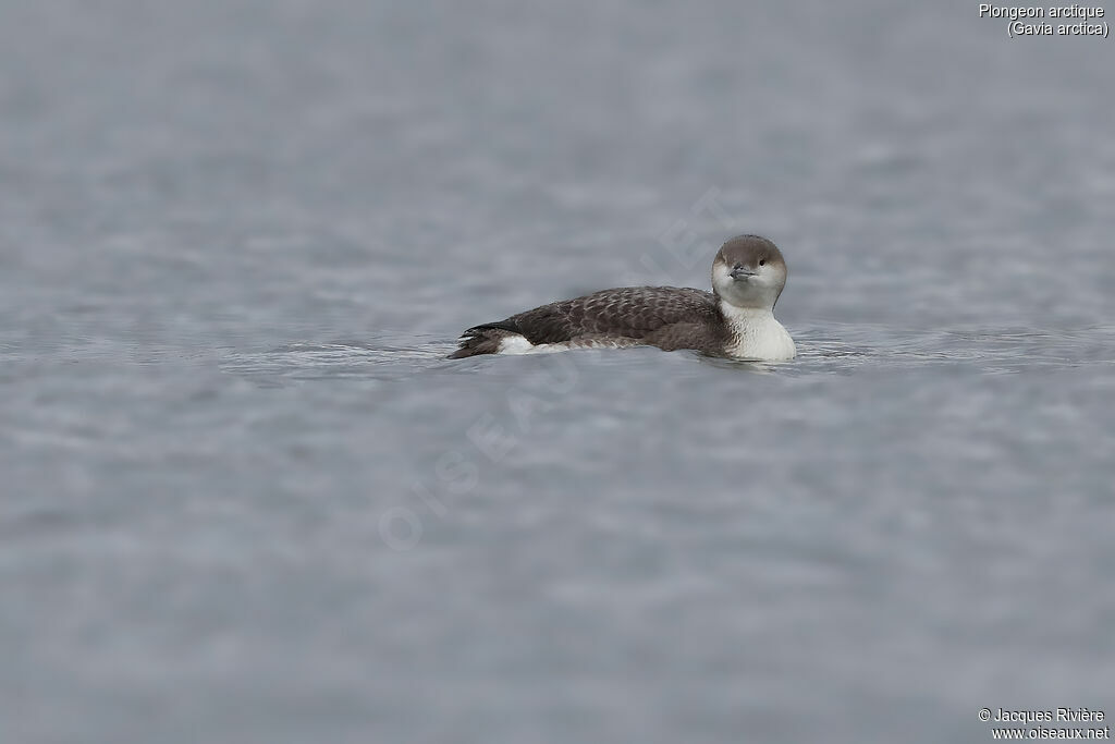 Black-throated Loon, identification, swimming