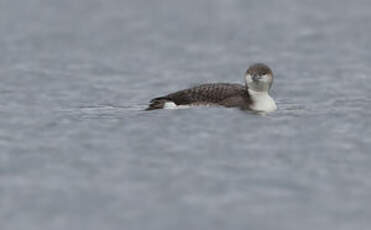 Plongeon arctique