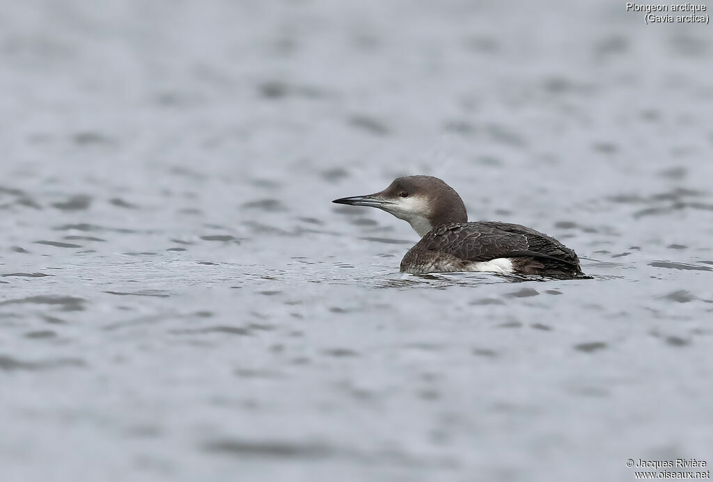 Plongeon arctique, identification, nage