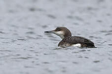 Plongeon arctique