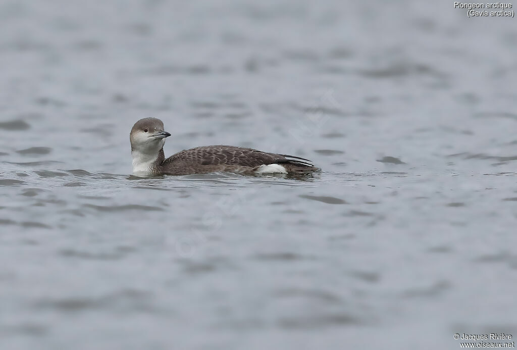 Plongeon arctique, identification, nage