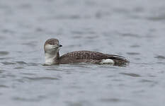 Plongeon arctique