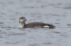 Black-throated Loon