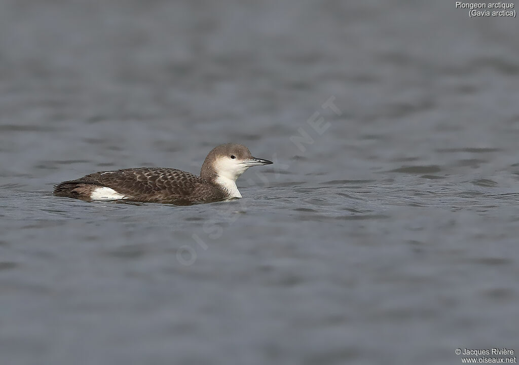 Black-throated Loon, swimming