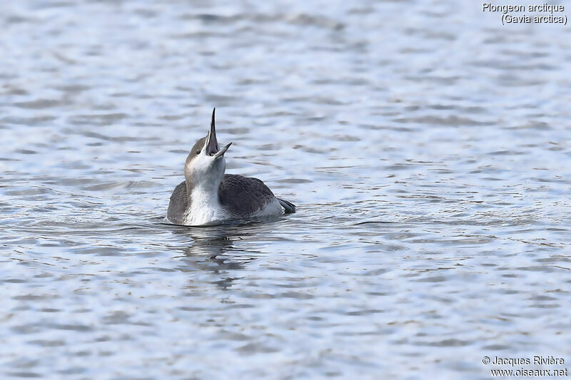 Black-throated Loon, identification, swimming