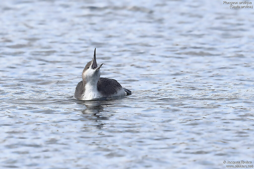 Plongeon arctique, identification, nage